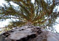 The Spinning Pine Tree