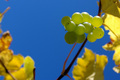 Lookup up the Grapevine