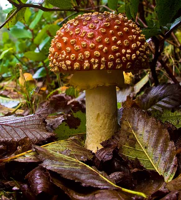Shroom