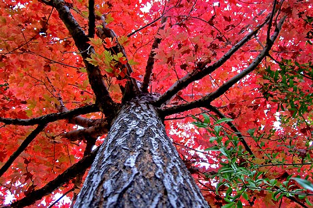 Looking like autumn in my backyard.