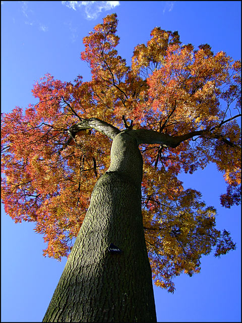 Autumn glory