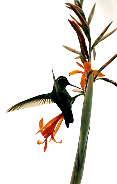 hummingbird