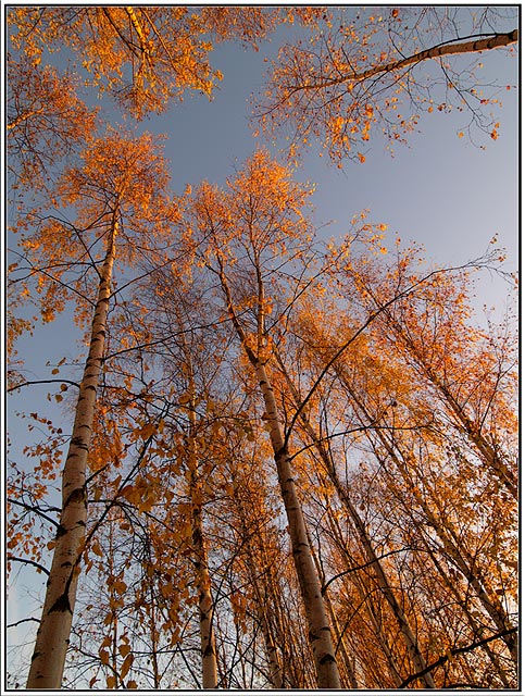 Autumn classic