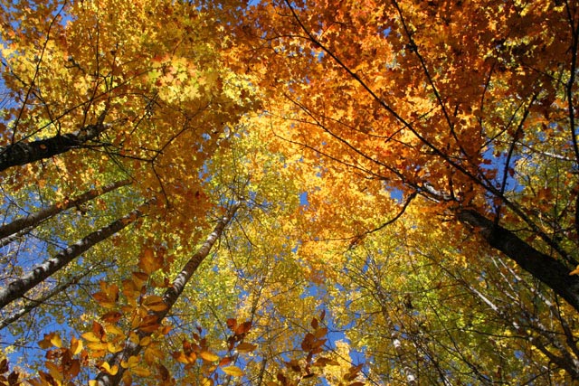 Fall Foliage... A Groundhogs View