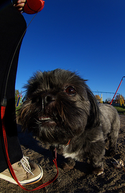 Down Smiling on a High Leash