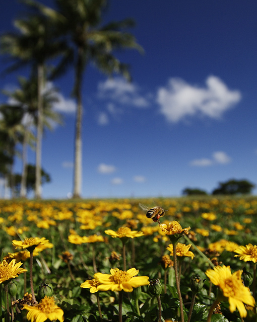 Amongst The Flower Tops