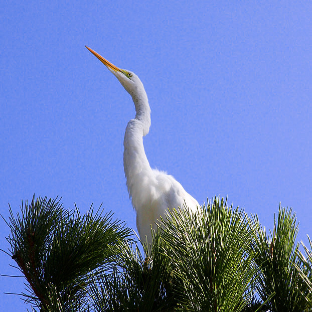 Egret and pine