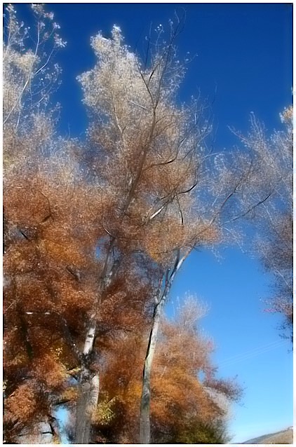 Autumn Trees