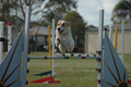 Agility dogs jump at State Titles