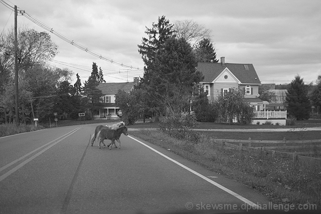 Tiny Ponies Tie Up Traffic