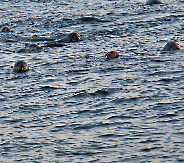 overpopulation of the seals hurt the fishing industry