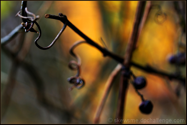 Of Grape Harvest