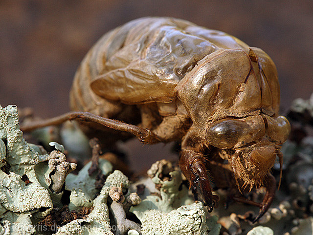 Cicada Shell