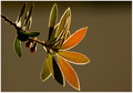 New Blossoms
