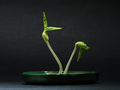 A New Life