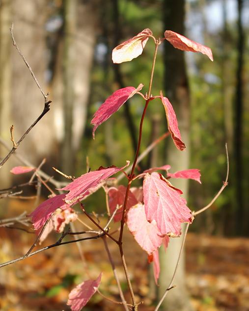 End of the season for a new Canadian Maple