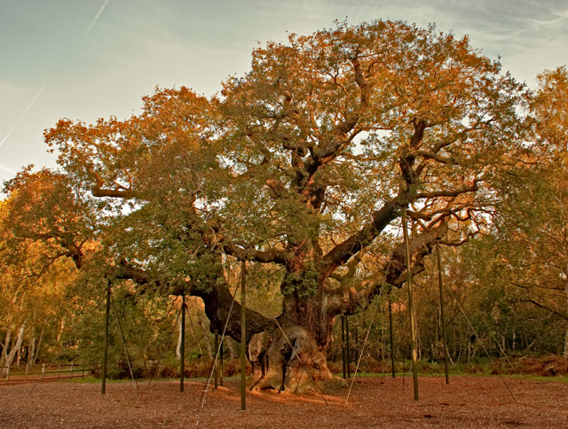 Robin Hood's Tree - The Major Oak