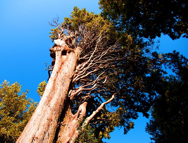 Cupressus Sempervirens