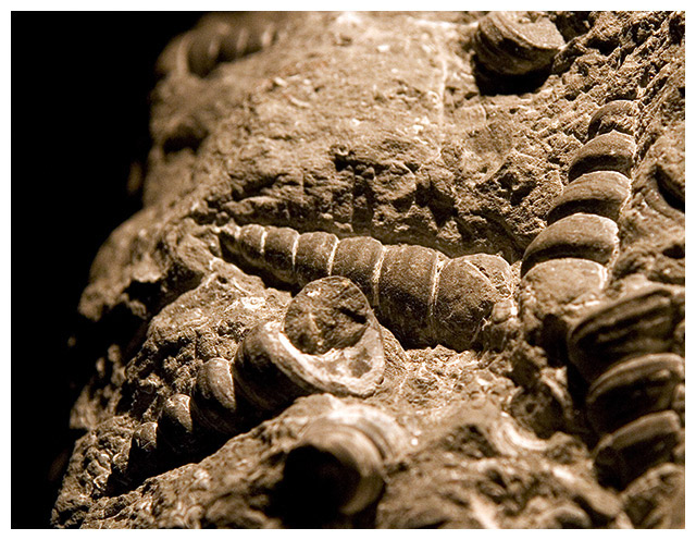 Turritella mortoni - 60 million years old (approx!!)