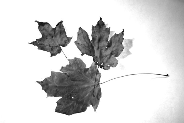 Old Dead Leaves