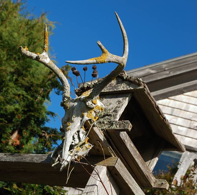 Lichen old deer skull...