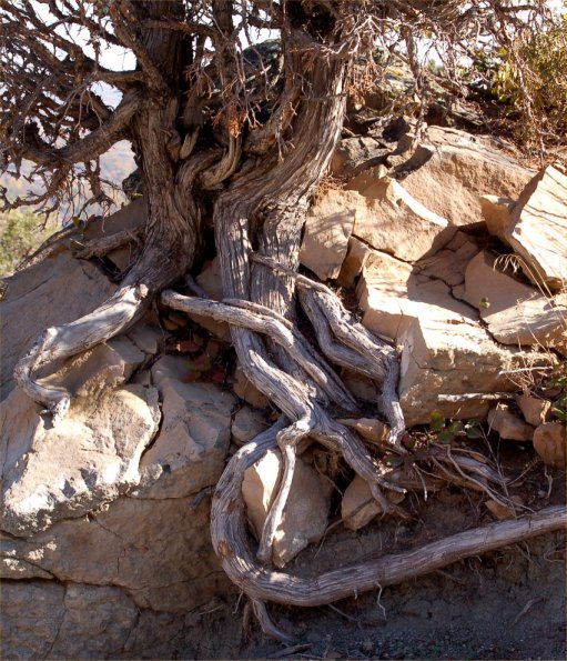 Gnarled