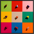 Pop Art