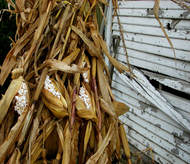 Harvest Pop