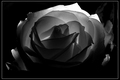 A Red Rose