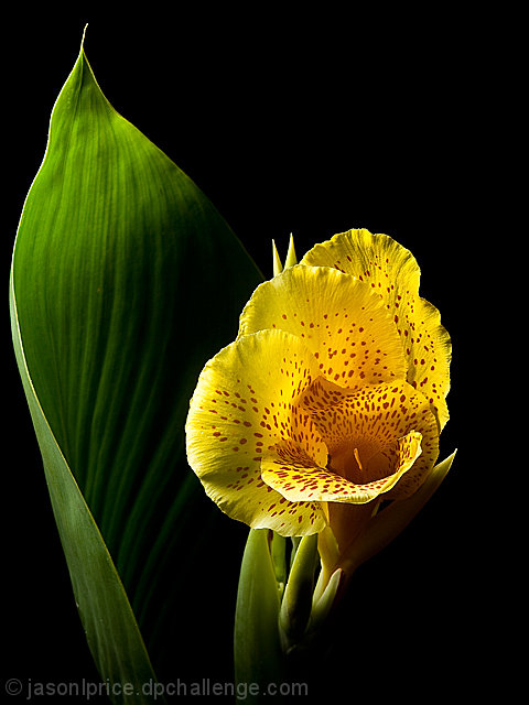 The Late Bloomer