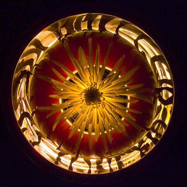Dahlia