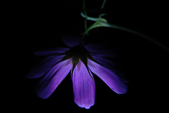 flower light