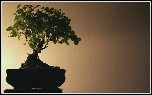 Mr. Bonsai my Room Mate :)