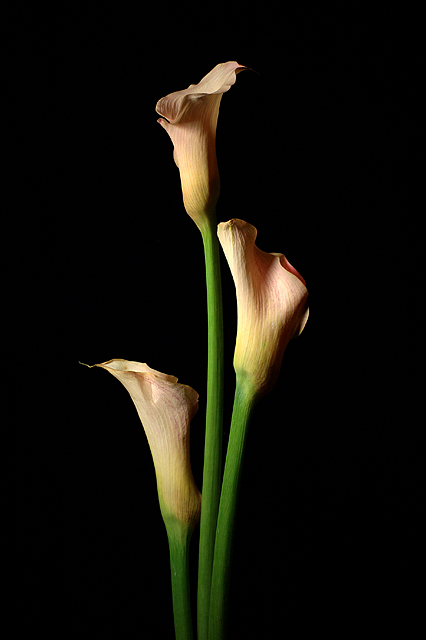 Mozart Calla Trio