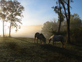 Misty Morning 2