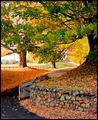 Country Lane