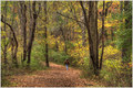 A Walk in the Woods
