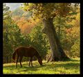 Ozark Afternoon