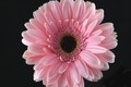Pink Beauty