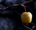 Winter Bird Food