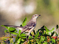 Mocking Bird