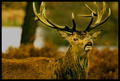 The Stag Roars