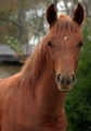 Young Arabian Colt