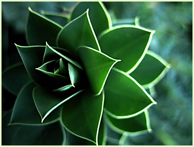 Myrtle Euphorbia