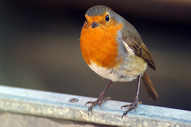 Winter Robin