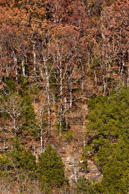 Bare trees