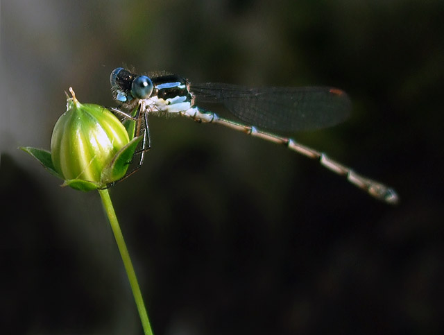 Garden visitor