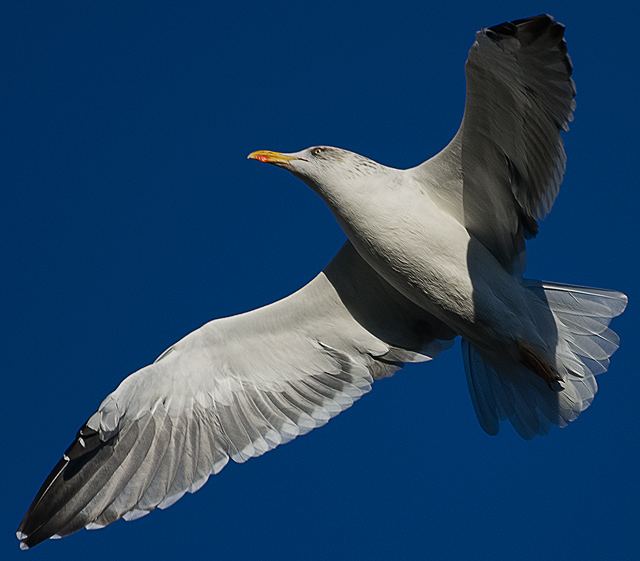 Carbon Neutral Flight