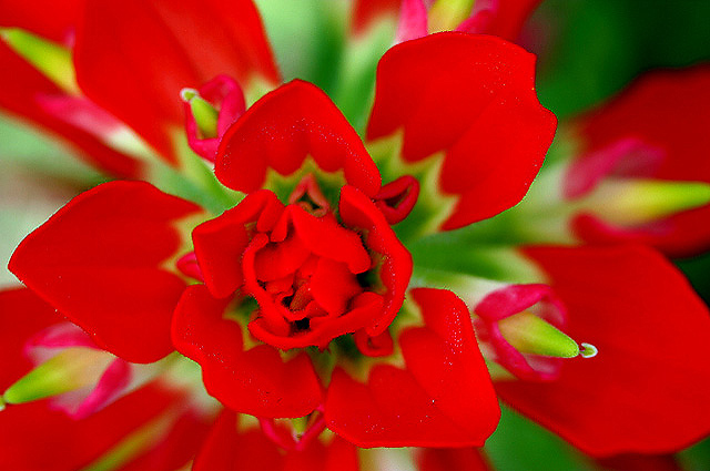 Indian Paintbrush