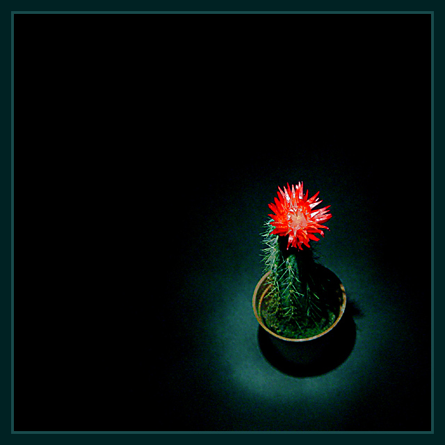 Above a Cactus